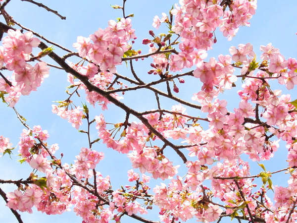 お隣の河津さくら