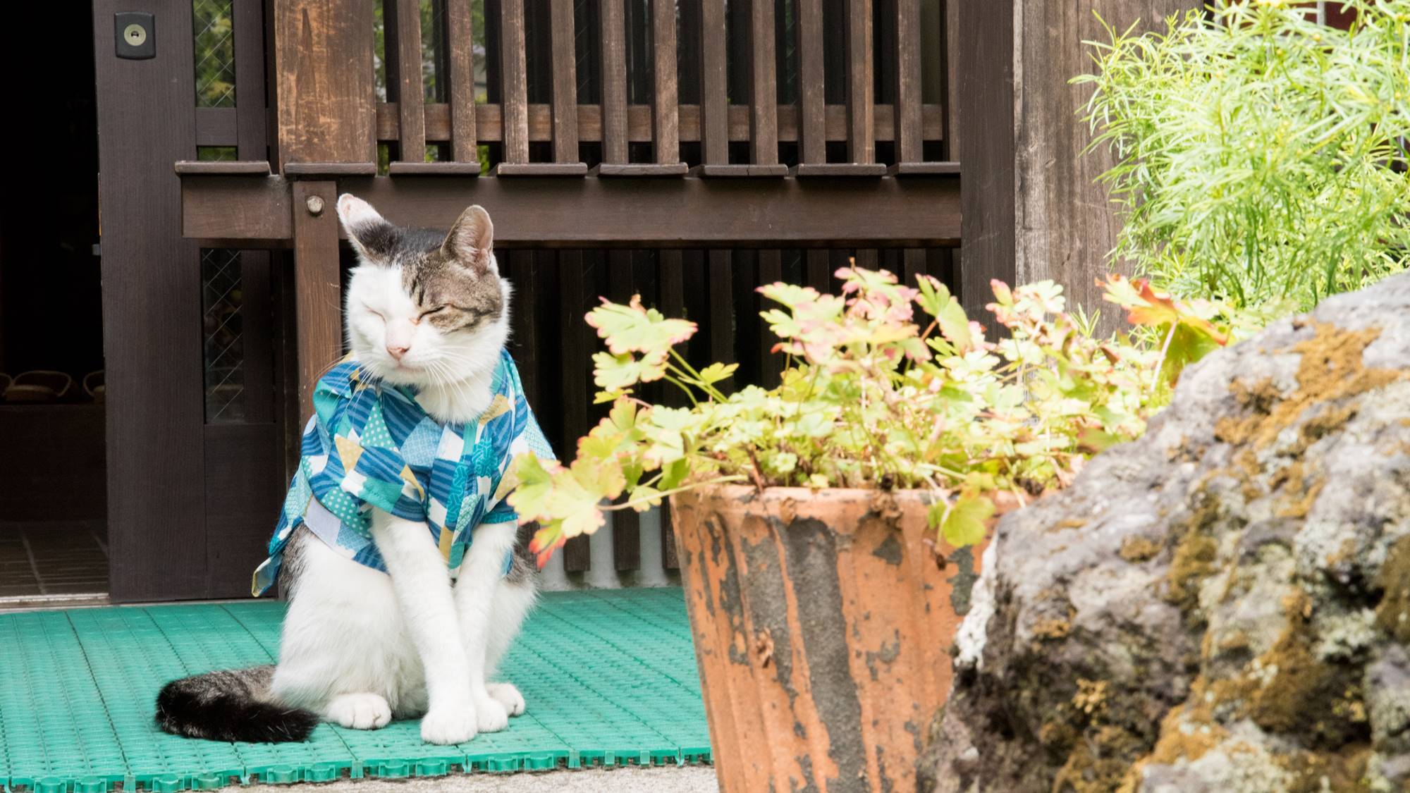 *リュウくんちょっと一休み…;。猫好きの方が訪れる湯畑近くの旅館です。