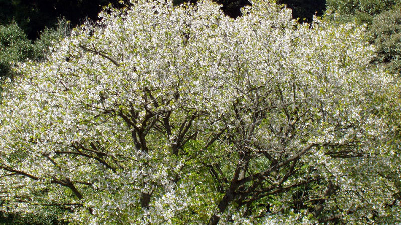 ＊大島の桜