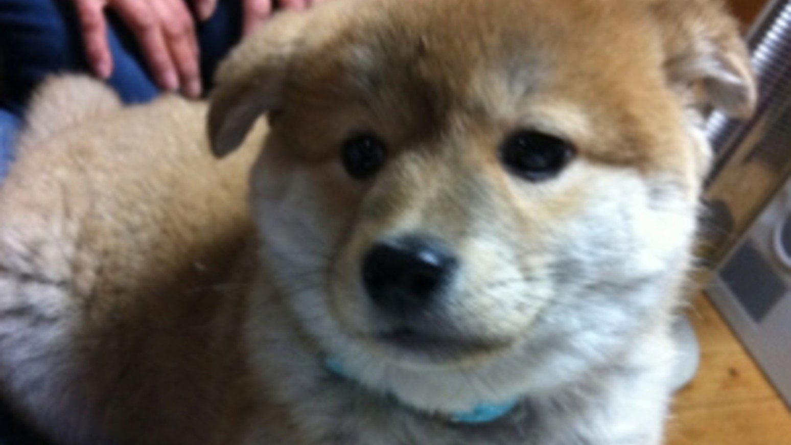 看板犬マドレーヌです♪