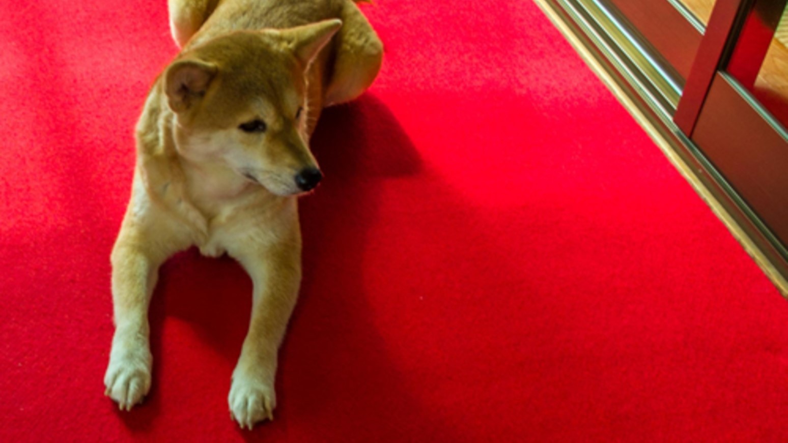 看板犬のマドレーヌ