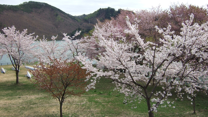 *【桜イメージ】春といえば桜！美しいピンク色の花が咲き誇ります。