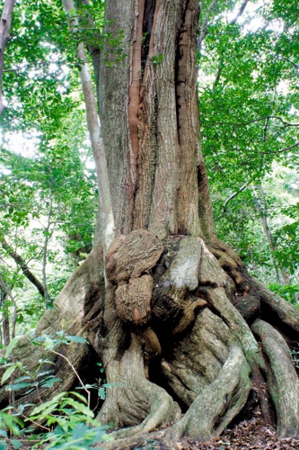 多久頭魂神社のクスノキの巨木