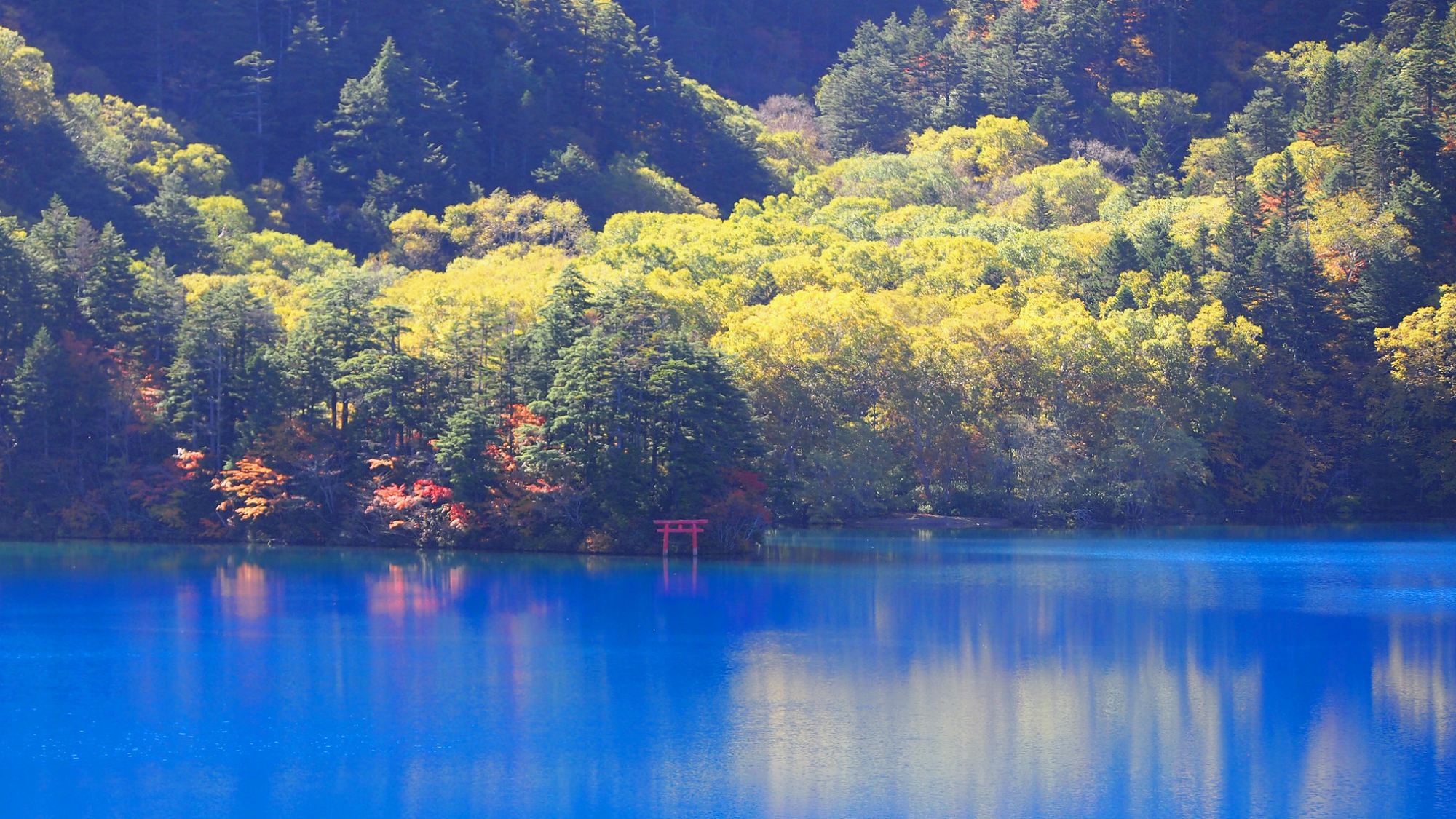 志賀高原大沼池池自体の透明度は高く、美しいコバルトブルーに見えることが特徴です