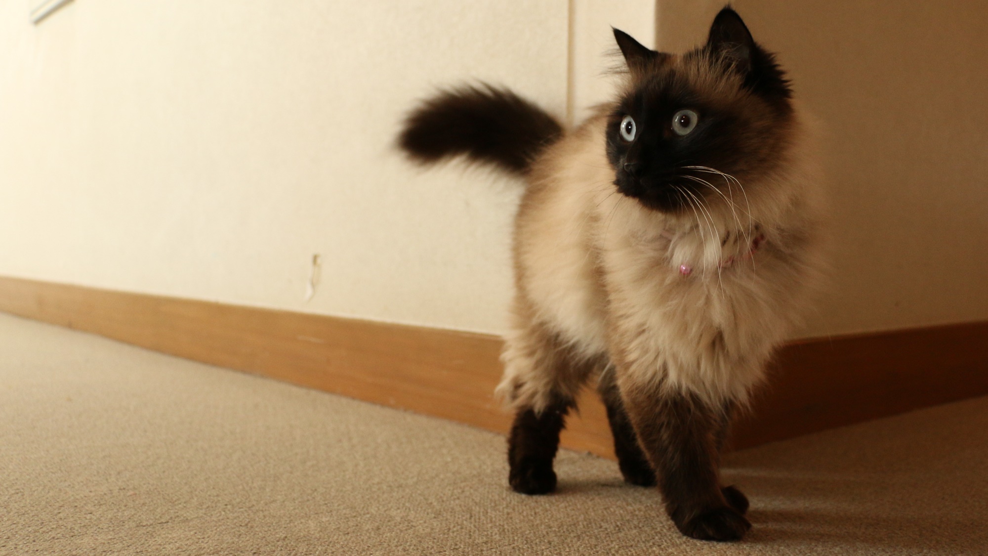 Minshuku Akasakata Image 5, Hachimantai, Japan