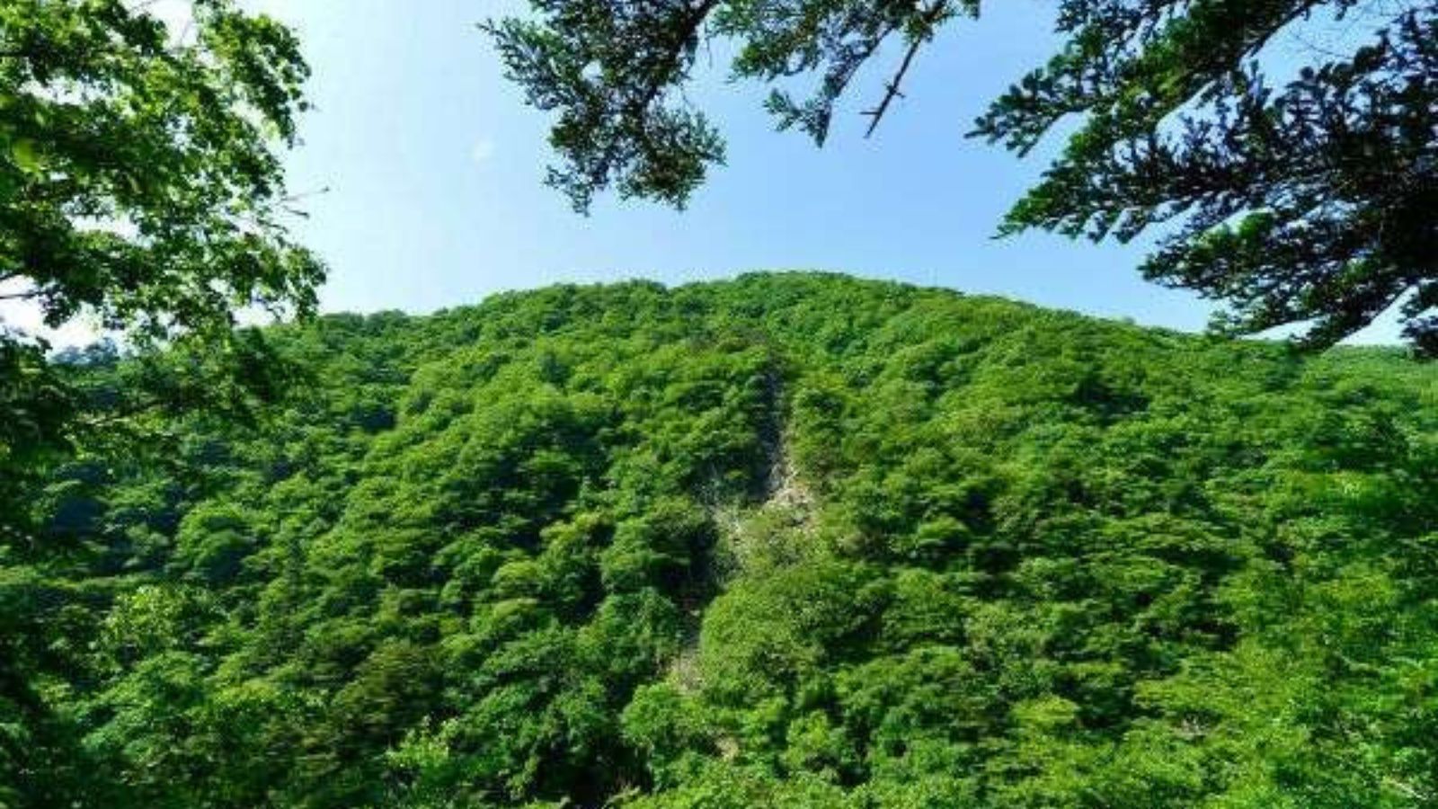 田中屋の前方の山の新緑（5月〜6月）
