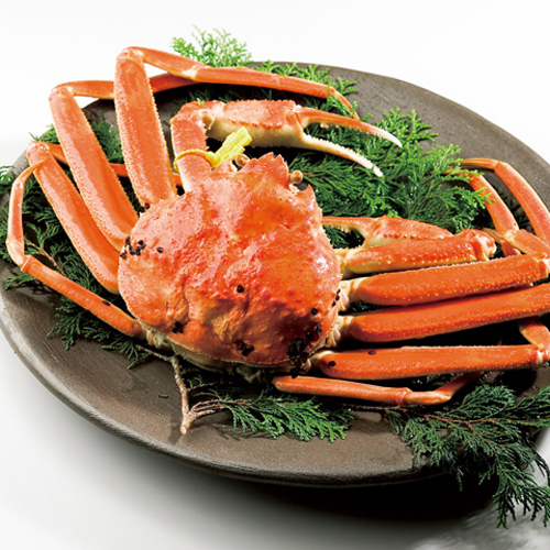 *ブランドガニの頂点タグ付き！本物の「越前ガニ」