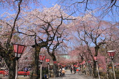 三島大社桜