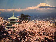 香貫山桜