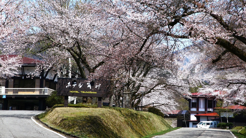 【ホテル外観】春の桜／例年、4月中旬から下旬にかけて敷地内にある180本の桜が開花