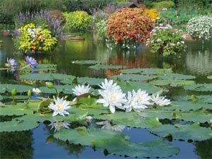 草津市立水生植物公園みずの森