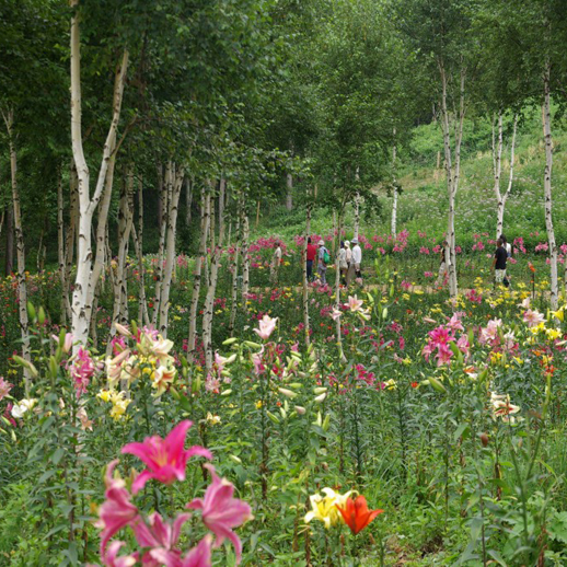 夏のハンターＭｔ．ゆりパーク