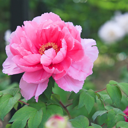 ＊妙雲寺ぼたんまつり（イメージ）