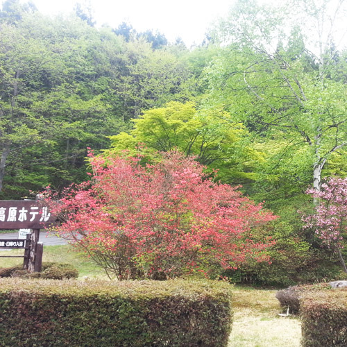 当館前のつつじも＊もうすぐ満開！