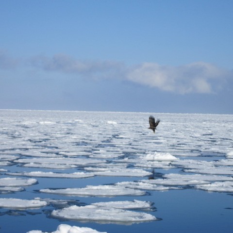 流氷の上のワシ