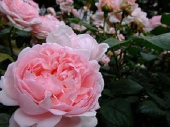 越後丘陵公園香りのばら祭り・秋