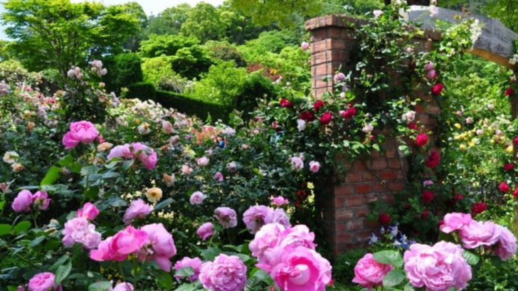 【アカオハーブ&ローズガーデン】４〜６月にかけて多種多様のバラをご覧いただけます。
