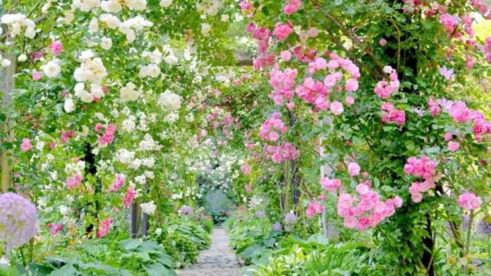 【アカオハーブ&ローズガーデン】４〜６月にかけて多種多様のバラをご覧いただけます。