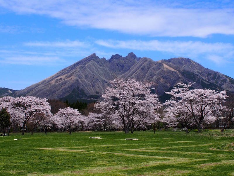 ＜春・満開の園地＞園地にはきれいな桜が咲きます。阿蘇の隠れスポットです♪