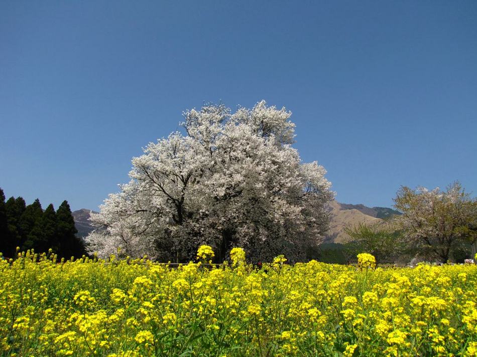 ＜春・一心行の大桜＞車で約15分。わーやっぱり名所だけあってすごいわね！！