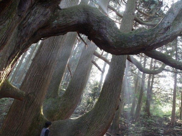 ＜殿の杉＞車で5分。その後徒歩約5分。樹齢400年....。光りが差し込み幻想的。大きいなー。