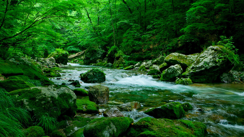 *夏の白神山地／さらさらと流れる水の音を聴きながら、神聖な空気を吸い込んで♪