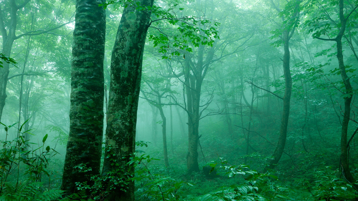 *夏の白神山地／澄んだ空気がいっぱいに広がるブナ林。夏の森はマイナスイオンがたっぷり。