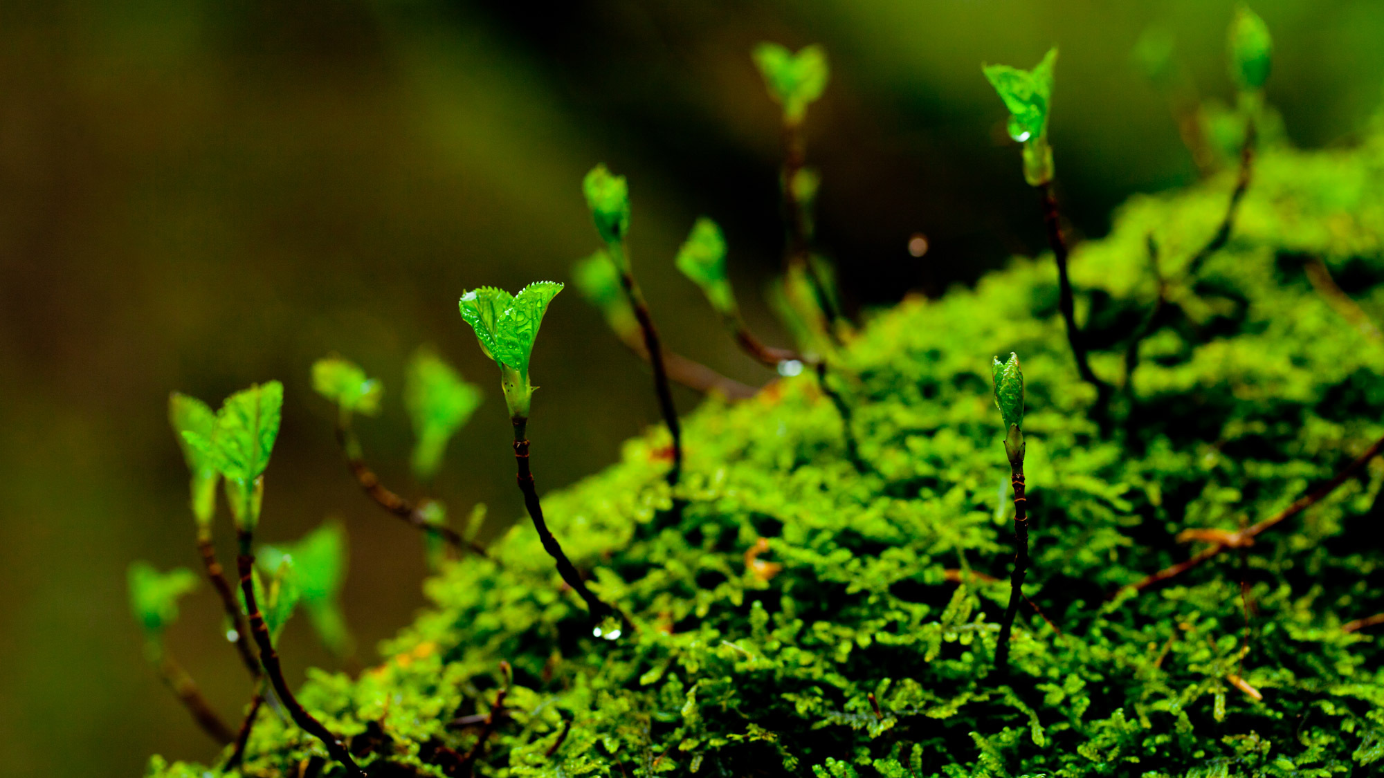 *春の白神山地／ブナ林散策道では、普段目にすることのない、多様な植物をご覧いただけます。
