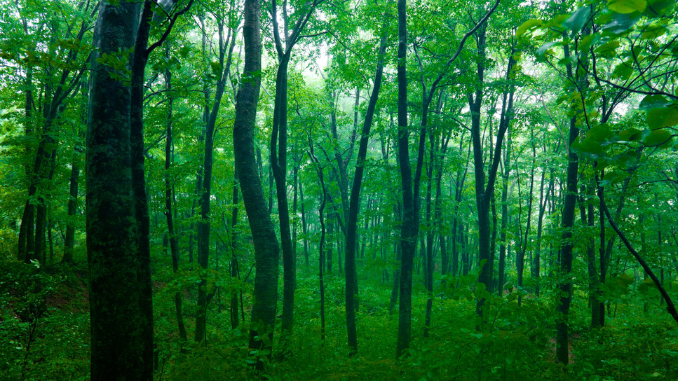 *夏の白神山地／新緑の森はマイナスイオンがいっぱい♪森林浴に最高の季節です。