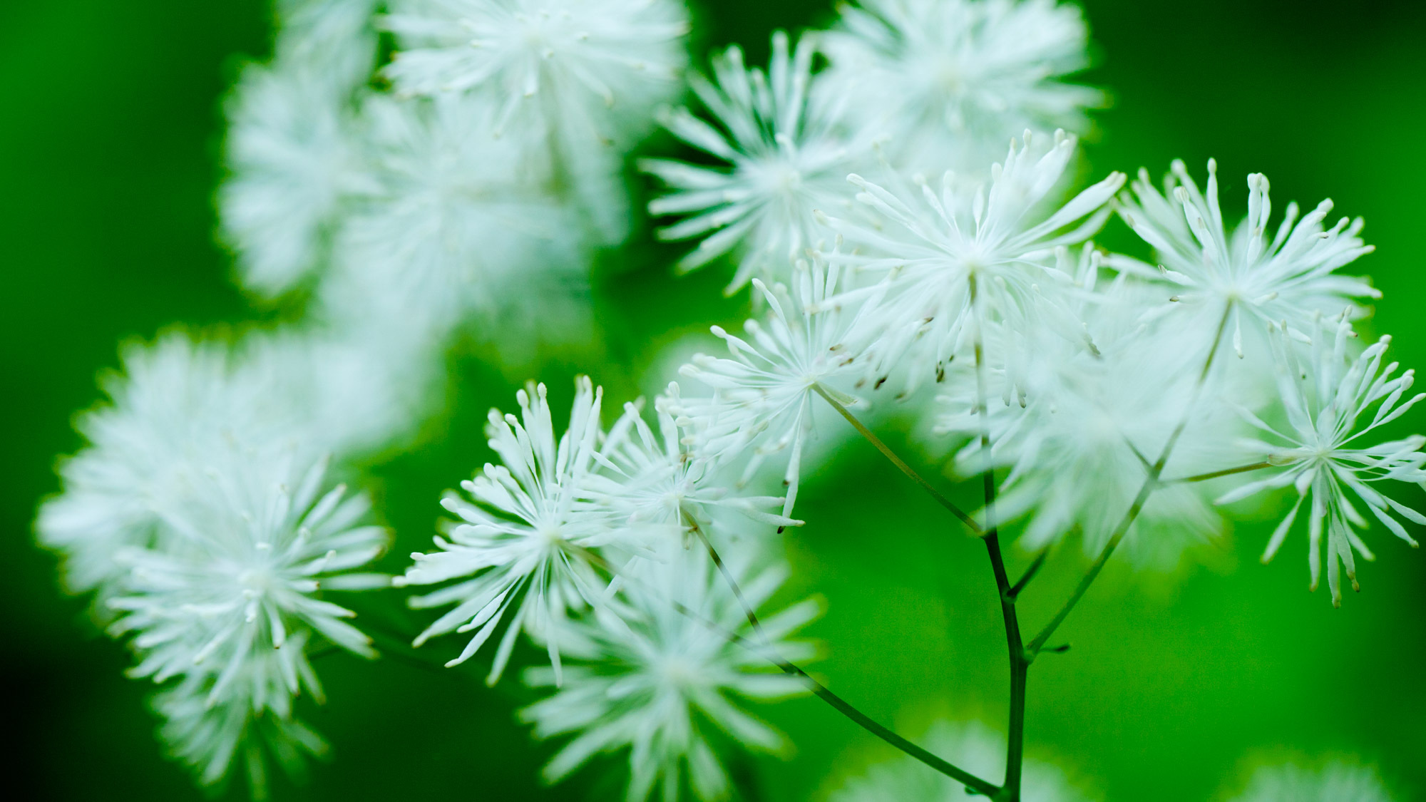 *春の白神山地／ブナ林散策道では、普段目にすることのない、多様な植物をご覧いただけます。