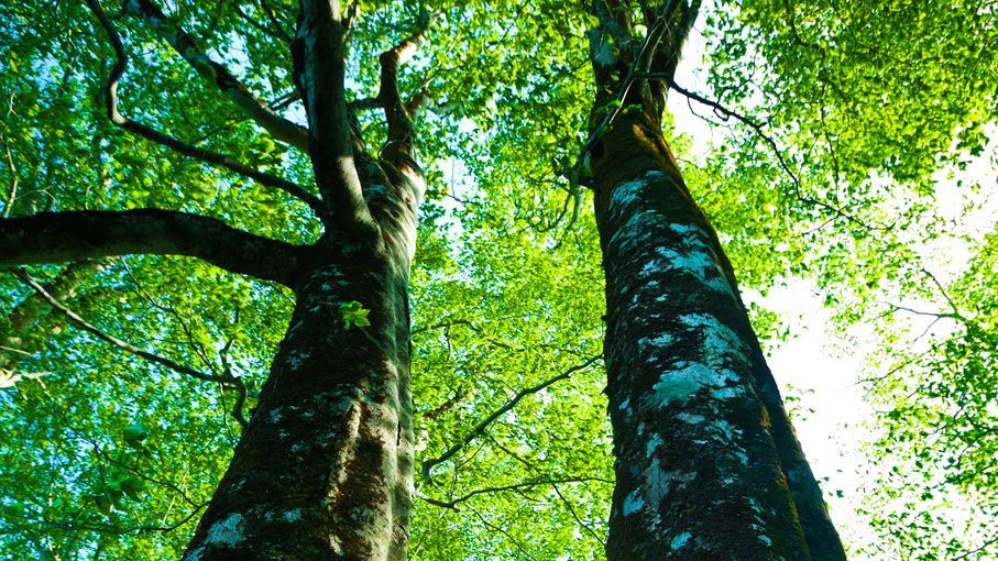 *春の白神山地／新緑が美しいブナの木。その樹齢は平均200年といわれています。