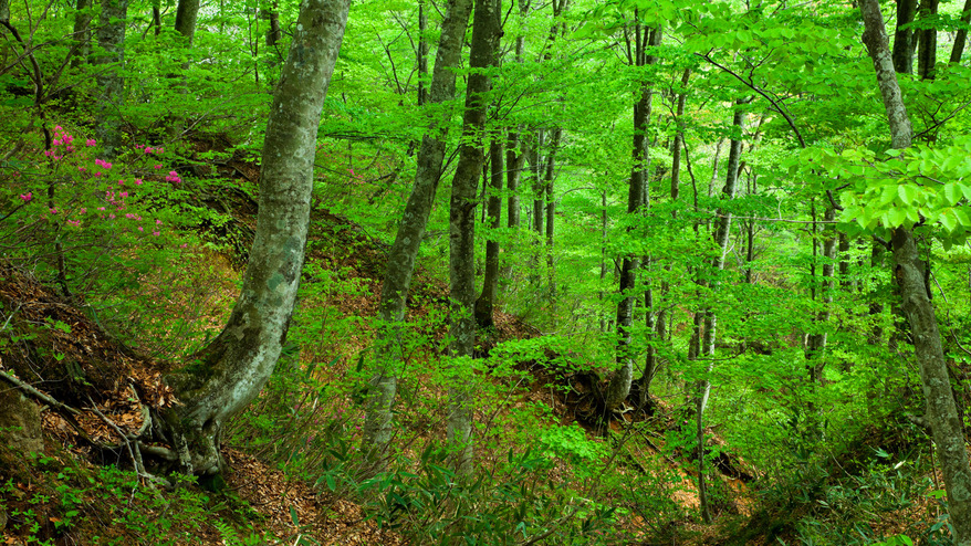 *夏の白神山地／世界最大級のブナ林。気候が良く散策しやすい夏は家族連れにも人気。