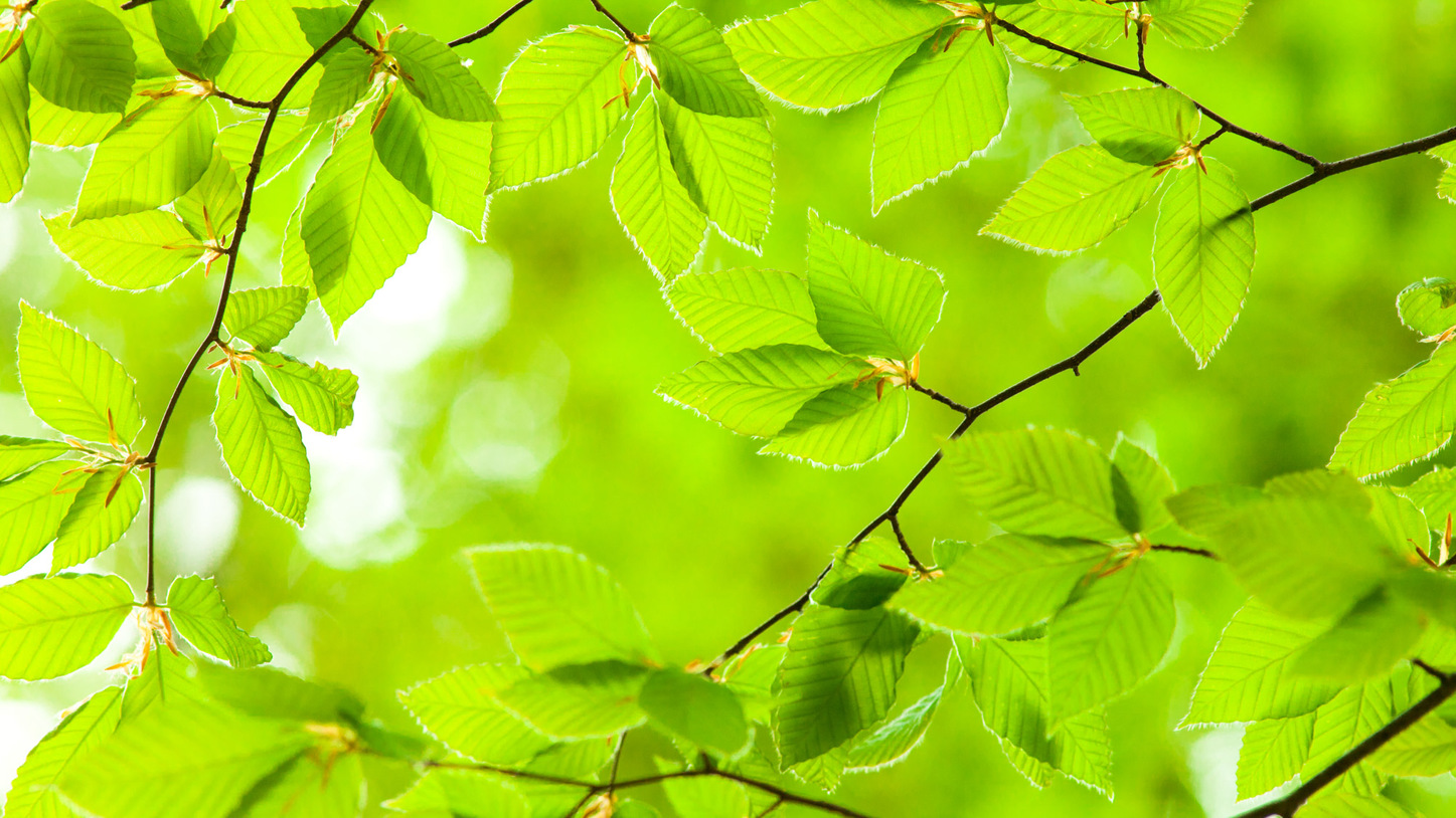 *春の白神山地／若々しい緑色が美しい。待ちわびた新緑のシーズン到来♪