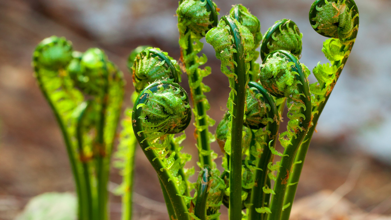 *春の白神山地／雪が溶け、植物たちが一斉に芽吹きます。