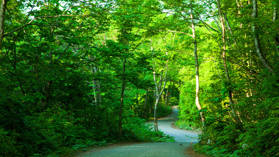 *春の白神山地／春は新緑が魅力！清々しい空気の中散策をお楽しみください。