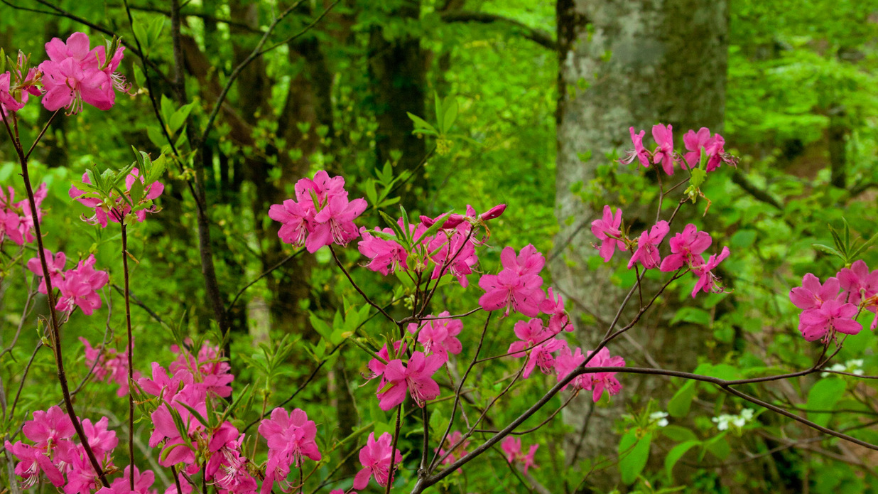 *春の白神山地／ブナ林散策道では、普段目にすることのない、多様な植物をご覧いただけます。