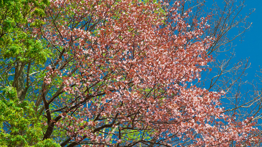 *春の白神山地／ブナ林散策道では、普段目にすることのない、多様な植物をご覧いただけます。