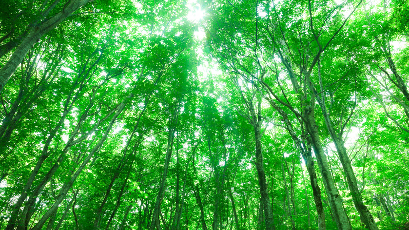 *夏の白神山地／鮮やかに茂る世界遺産のブナの木々。木漏れ日とともに森林浴を満喫！