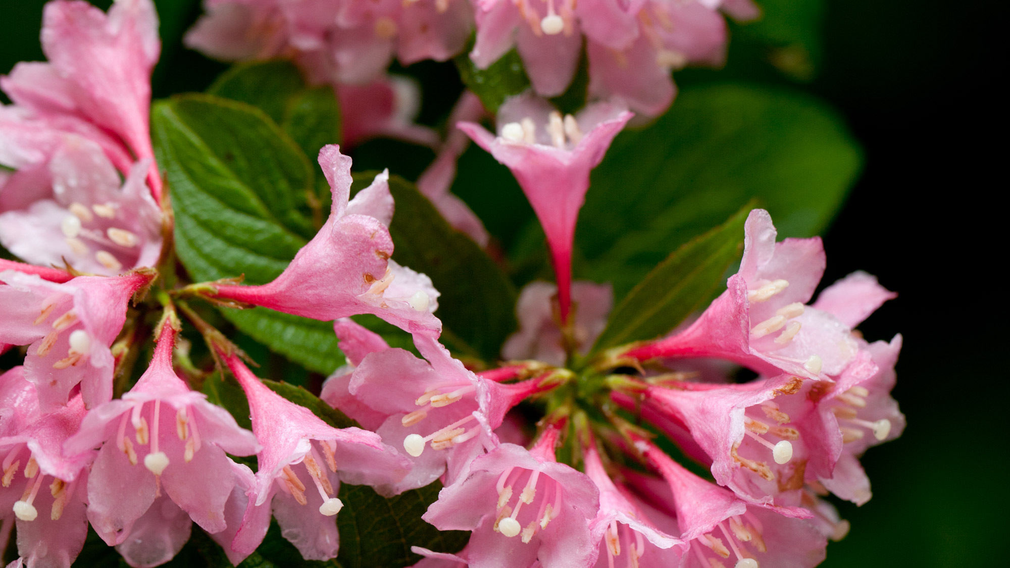 *春の白神山地／ブナ林散策道では、普段目にすることのない、多様な植物をご覧いただけます。