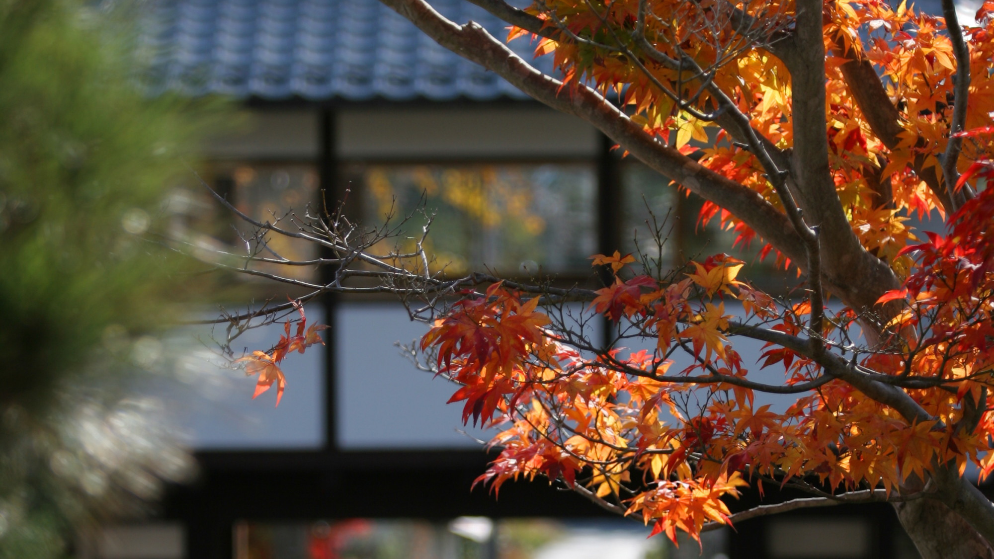 当館の紅葉は例年10月下旬から11月上旬頃です。気候により変わりますのでご承知ください。