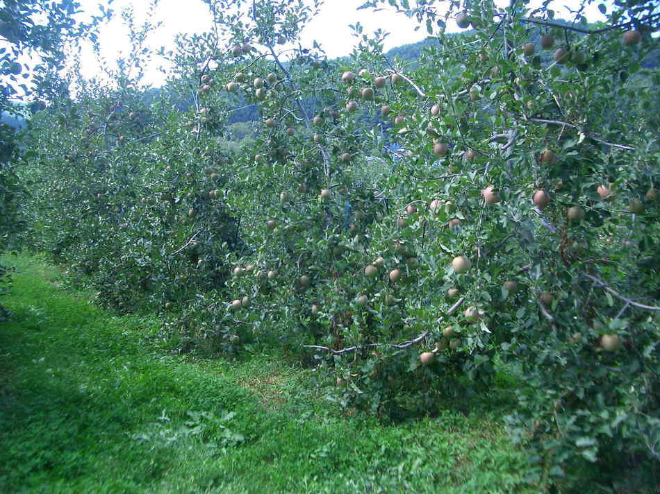 ぼくんちりんご農園