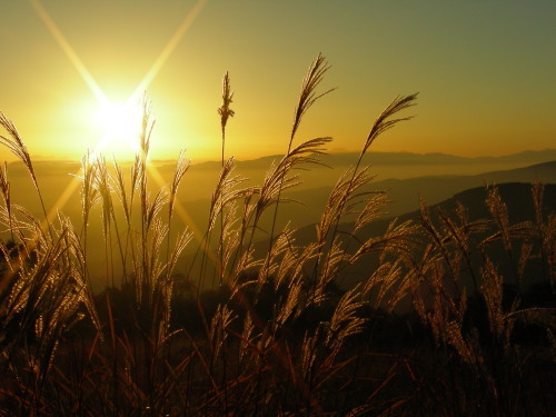 ススキと夕日