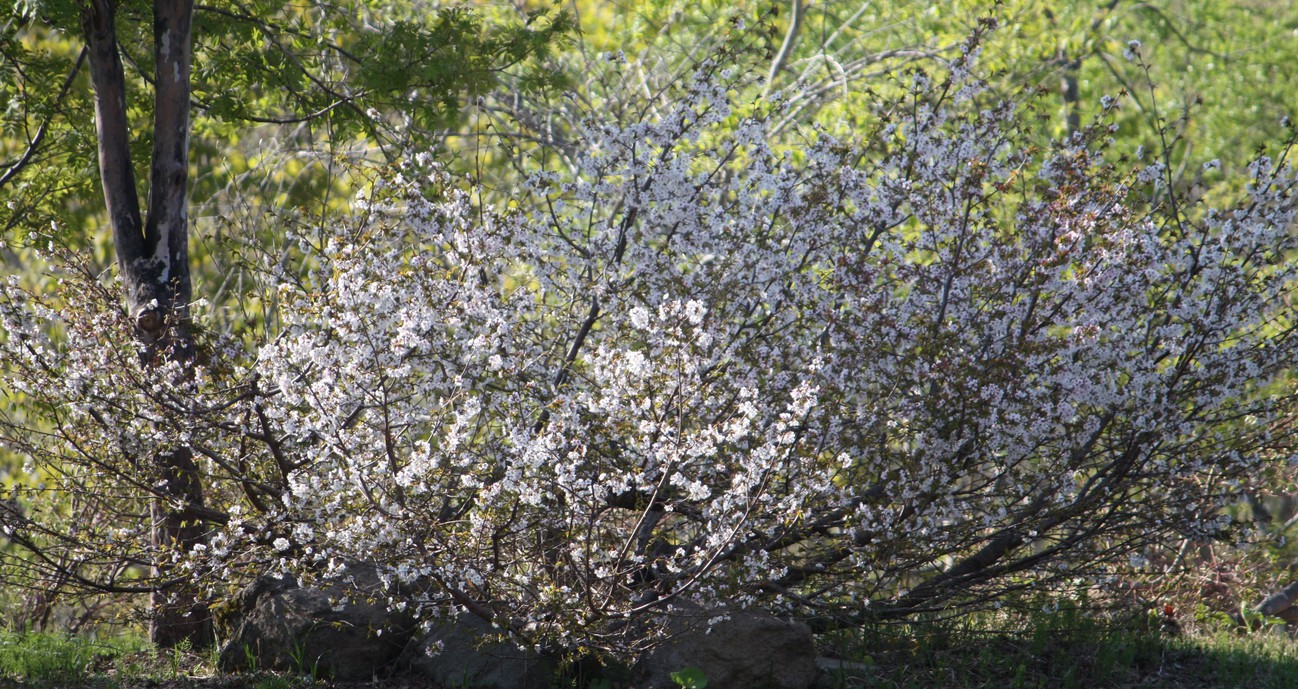 庭の桜が咲くと本格的な春を感じます。