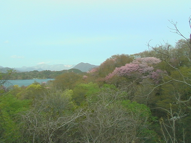 山桜と桧原湖