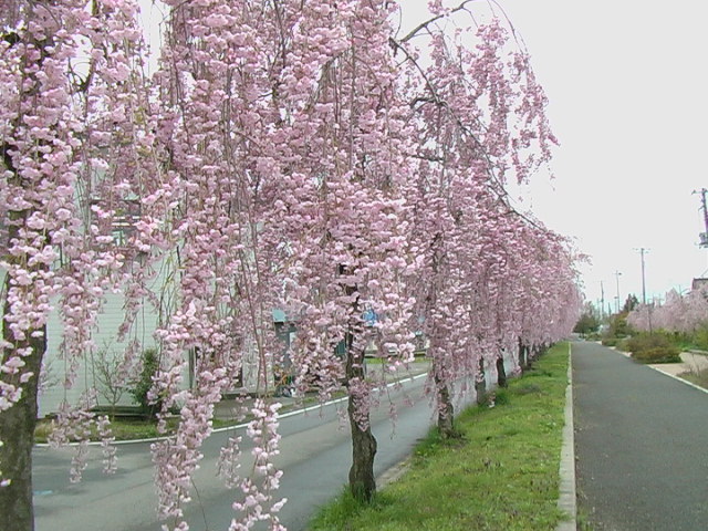 喜多方しだれ桜例年４月中旬〜下旬が見頃