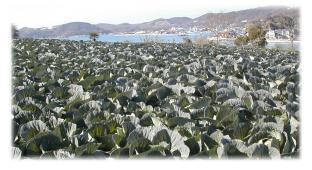 前島の風景・・キャベツ