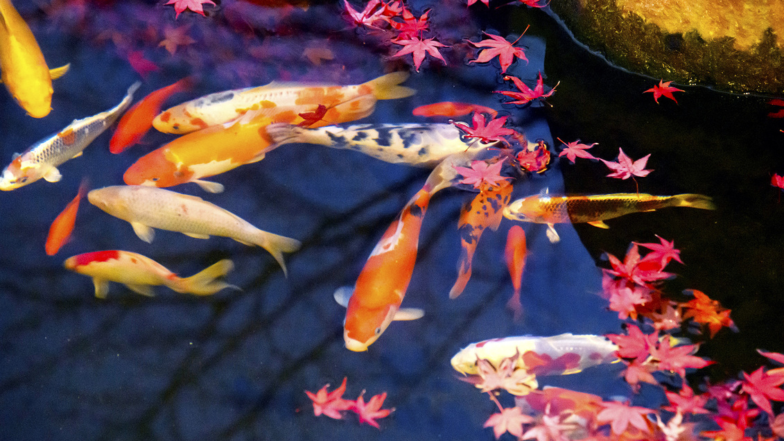 露天風呂の隣の池には色とりどりの鯉たち