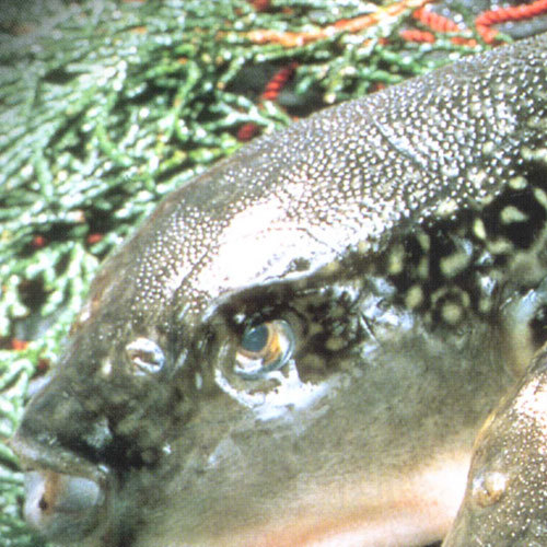 ふぐ（イメージ）