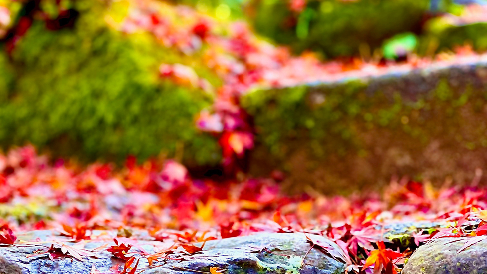 【四千坪の庭園】秋12月