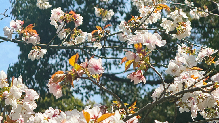 【四千坪の庭園】春山桜